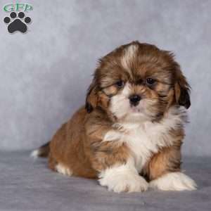 Cocoa, Shih Tzu Puppy